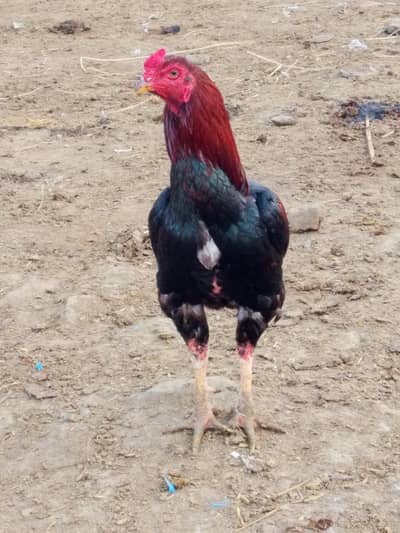 good breeder beautiful colour