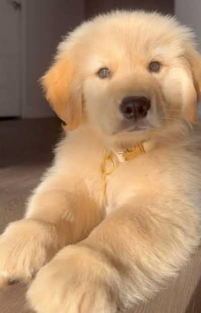 golden retriever puppies 03111968618