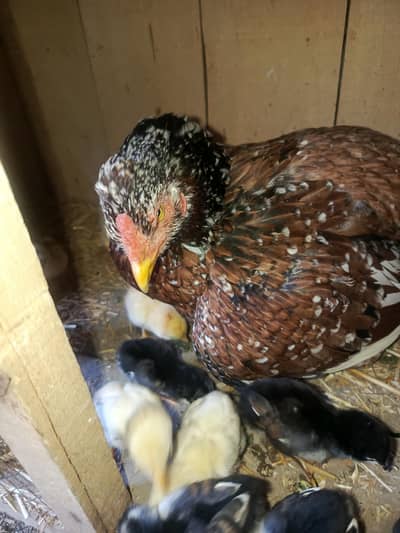 Aseel Cheeni Murgi With Pure Aseel Chicks