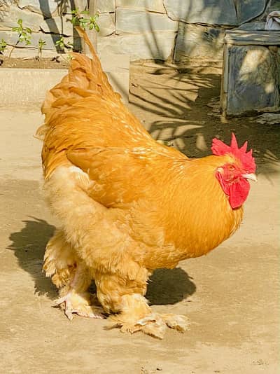 Golden Buff Hens For Sale