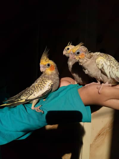 Pearl Peid cocktail, cocteil TAMED PARROTS HOME BREED QUALITY 6 peices