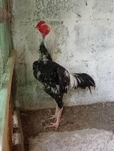 Aseel Jawa Patha Long Height