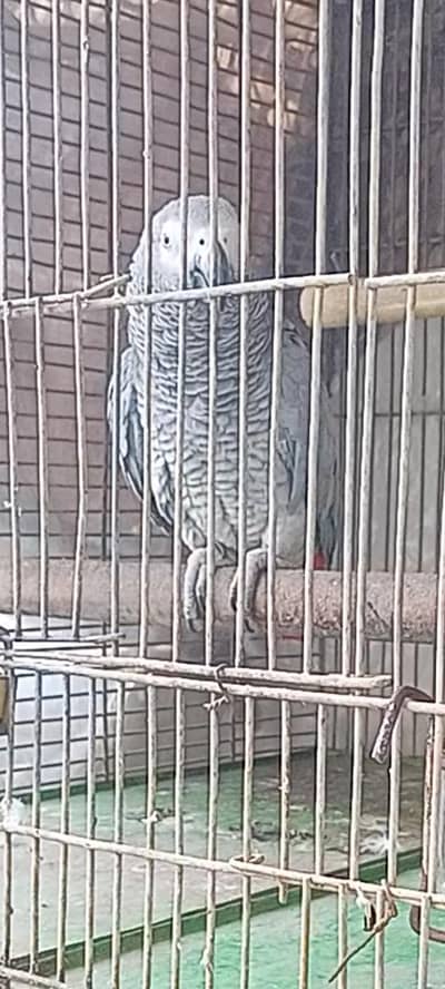‏السلام عليكم I'm selling my grey red factor parrot 