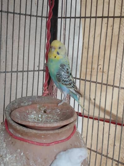 female budgie birds healthy and active