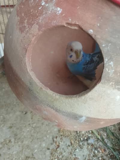 female budgie birds healthy and active