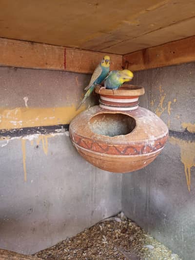 green female orcharcoal split eno silver face female