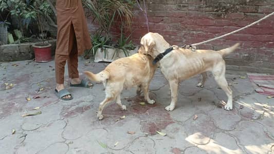 Labrador pair
