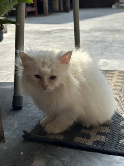 Persian kitten