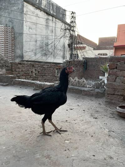 Aseel Thai pair Banat pakayo