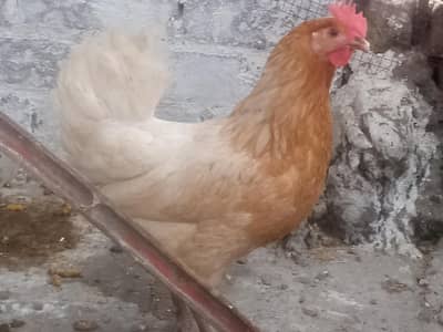 Egg laying desi Hens for sale