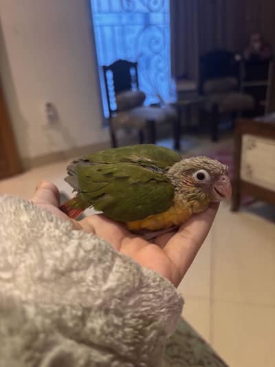 Pineapple conure, high red factor chick