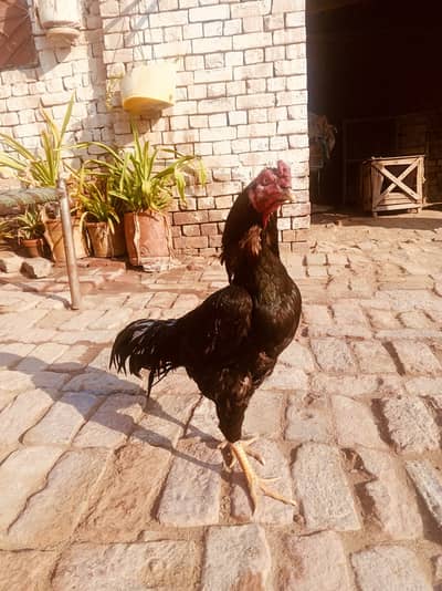 Aseel murga 03087830008