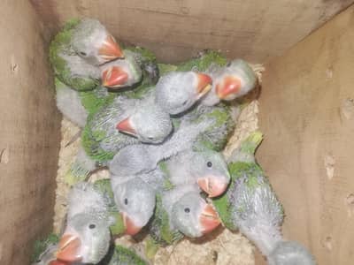 Mashallah raw chicks Available for sale