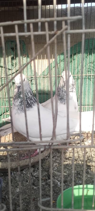 healthy and Actively breeder pair