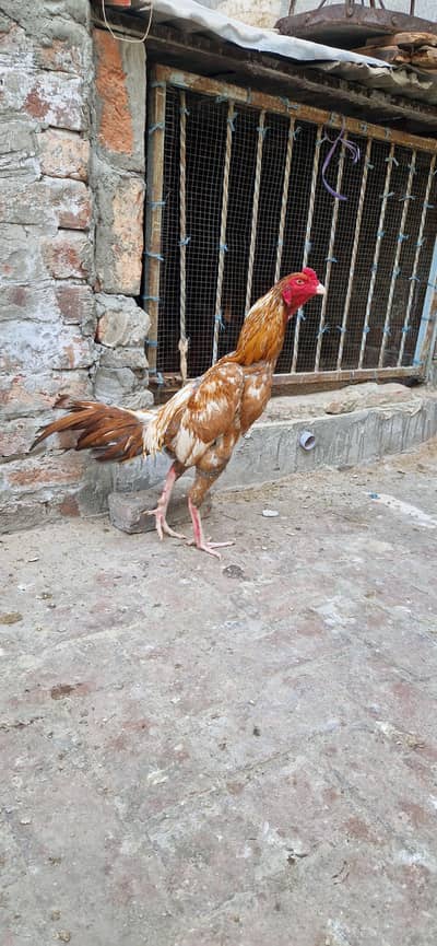 Aseel murga shamoo cross