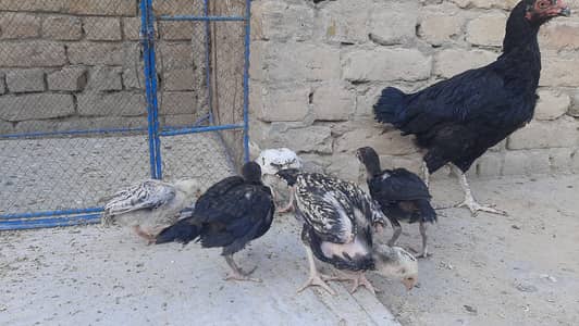 Miawali Mushka Aseeel with chicks