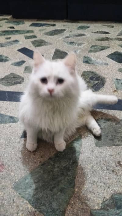 Persian cat litter available