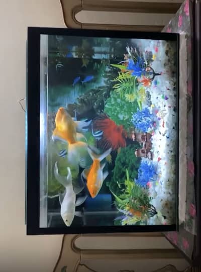 Fish Aquarium