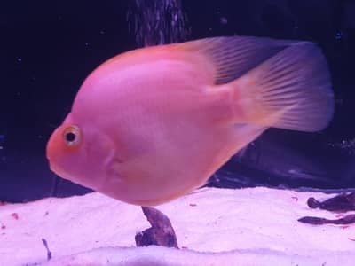 geophagus and parrot fish