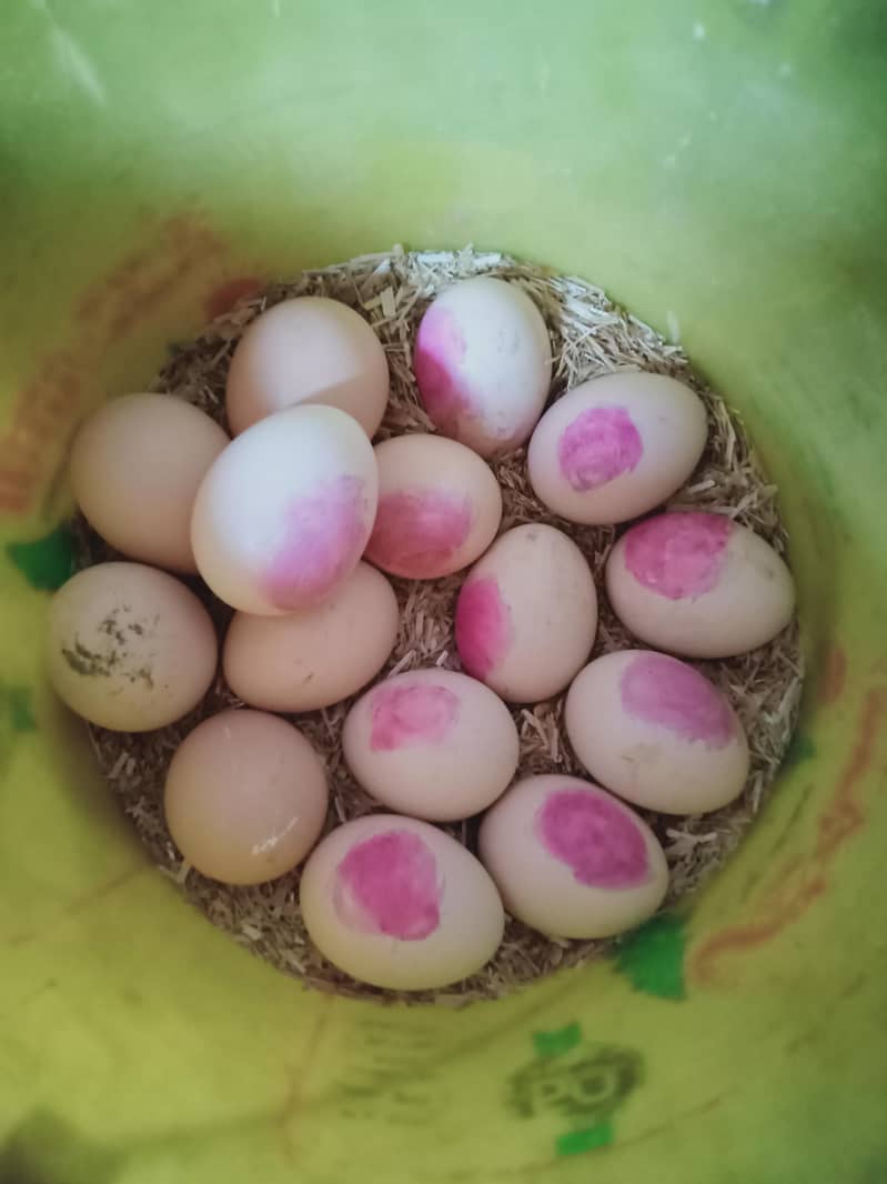 silver java and shamoo egg 1