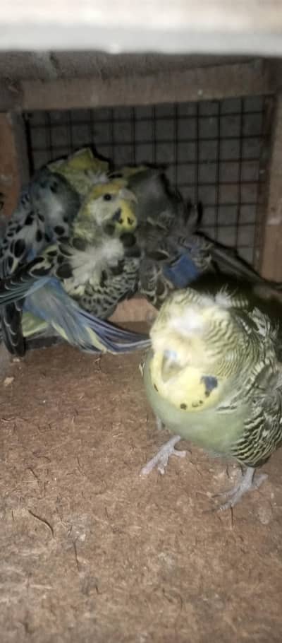 hogoromo double flower pair for sale urgent