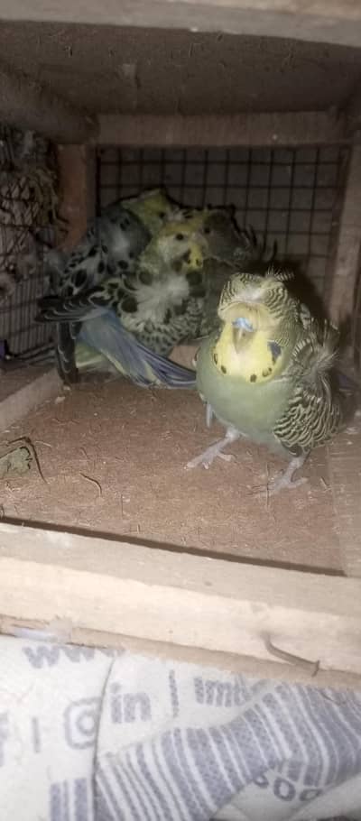 hogoromo double flower pair for sale urgent