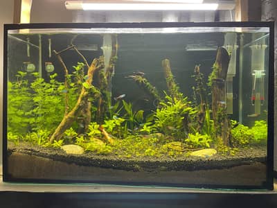 Heavily Planted Sunkin Forest