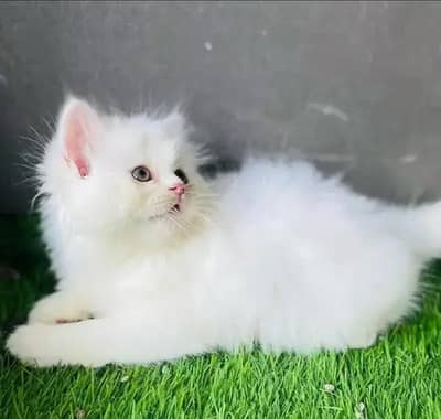 Persian female kitten for sale My WhatsApp number 03 25 022 67 56