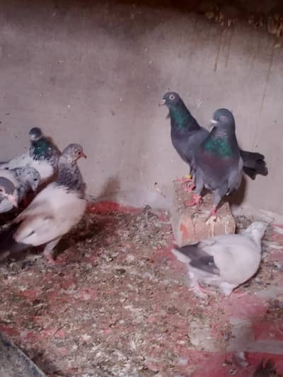 پانچ بچے ہیں 2 مادیاں اور 1نر بیچنے ہیں