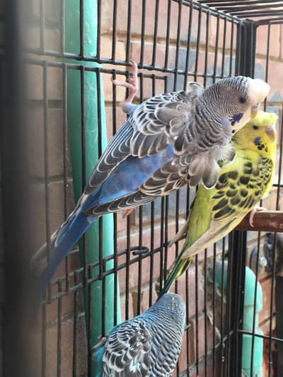 voilet hogoromo breeder male for sale