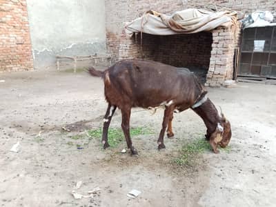 Female goat is for sale
