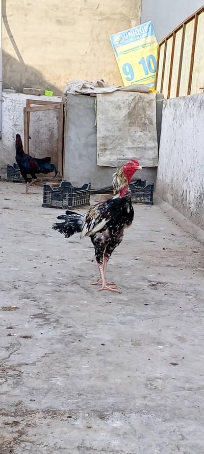 my home breed Sindh Jawa i aseel for sale