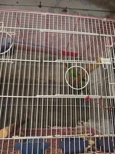 i want sell green perrot piar