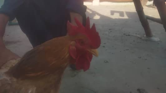 Fancy Cock