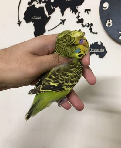 exhibition round crusted patha