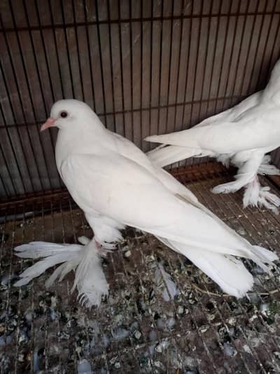 White pamorien chicks pair +male pouter+matel cage for sale