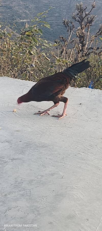 ASEEL PATHA FOR SALE