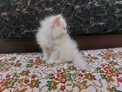 white persian kittens