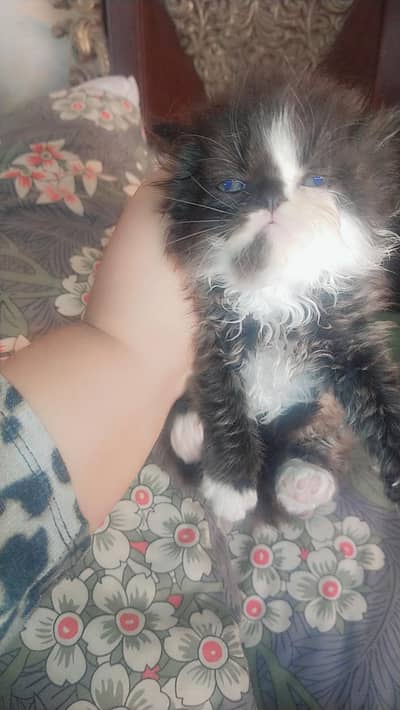 pickier face cfa blood line pure persion