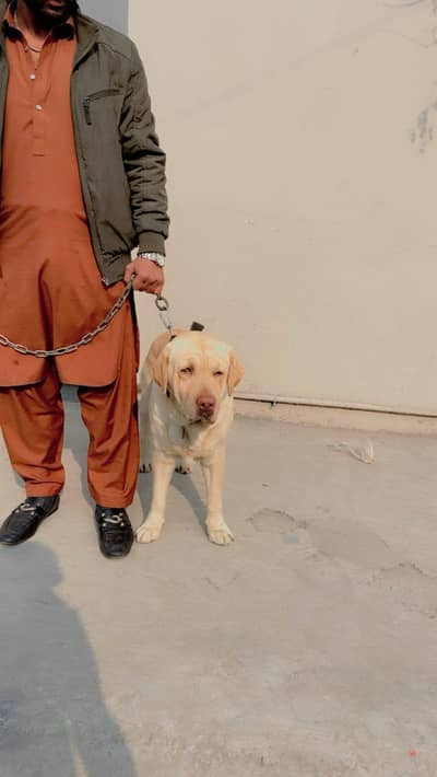 labrador dog for sale family dog