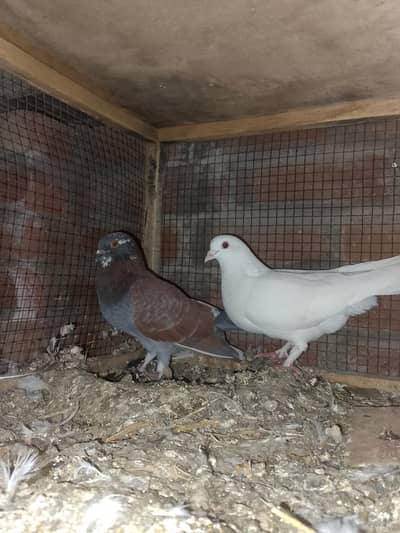 urgent sell white king size female  black eyes and red male red eyes