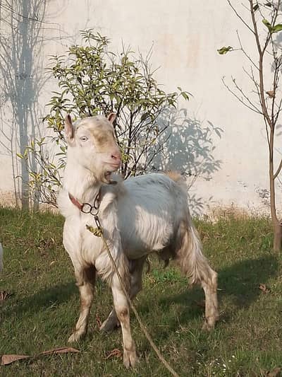bakra