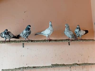 high flar baby pigeon for sale 5 pic.