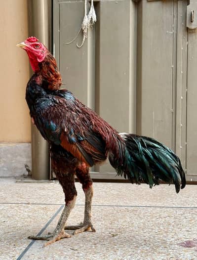 Aseel Thai | Imported Bird male | thai x hint | aseel bird/Aseel Hen