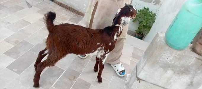 Desi goat baby