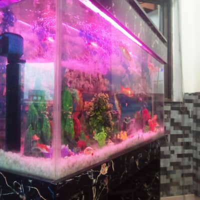 sudia work visa super Mart