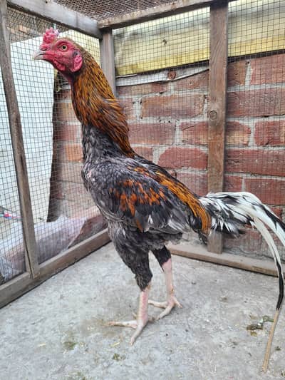 Breeder Aseel aor Turkeys pair for sale