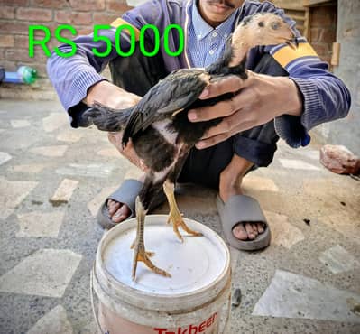 Thai + pakoya ASEEL  03124613025