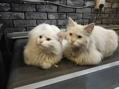 Persian kitten pair blue eyes