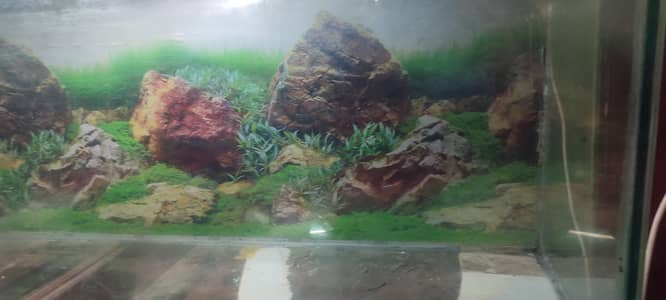 fish aquarium 5 foot